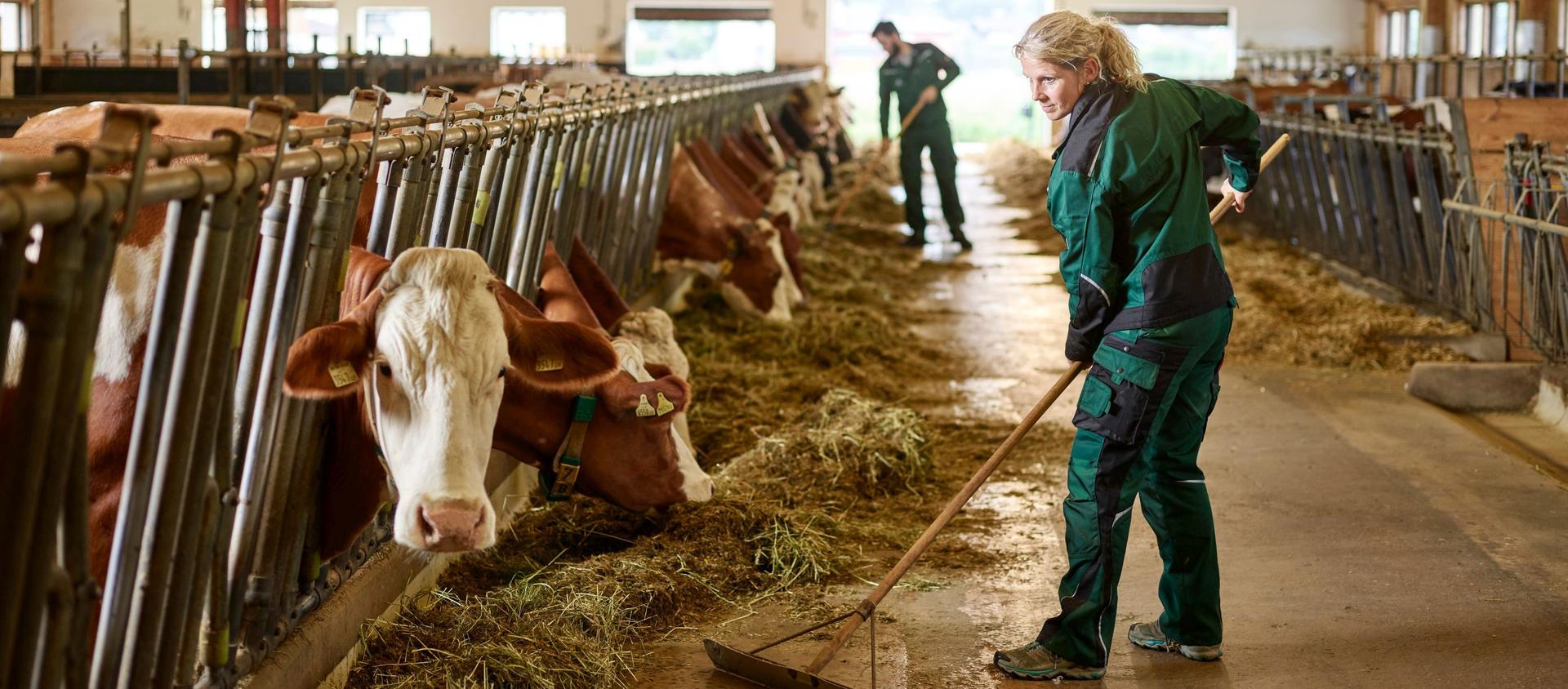Eine blonde Frau mittleren Alters in grüner Arbeitsschutzkleidung steht in einer hell beleuchteten Rinderhaltungsanlage und schiebt mit einem Holzrechen Heu entlang einer langen Fressachse. Links von ihr befinden sich mehrere rotbraun-weiße Rinder – vermutlich Fleckvieh – die durch ein Metallgitter fressen. Im Hintergrund arbeitet ein weiterer männlicher Mitarbeiter in identischer Arbeitskleidung ebenfalls mit einem Rechen. Die Halle ist großzügig bemessen, mit Tageslicht durch Fenster am Ende des Ganges, und der Betonboden ist mit verstreutem Heu bedeckt.