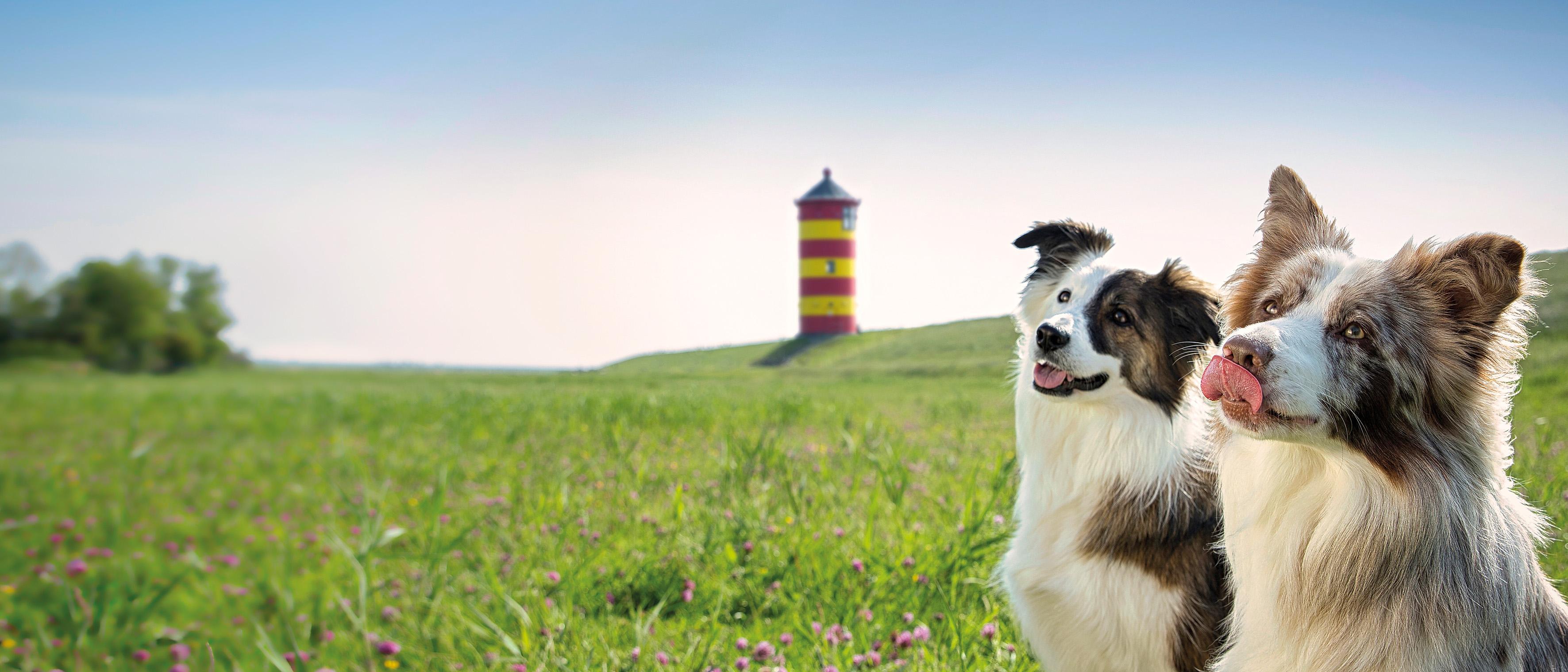 Landguth Heimtiernahrung GmbH