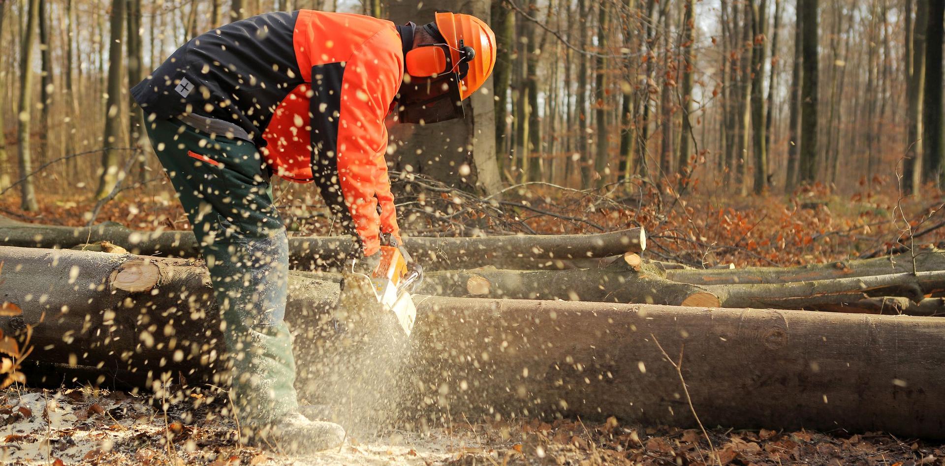 Das Bild zeigt einen Forstwirt in Schutzkleidung mit Helm und Gehörschutz, der im Wald mit einer Motorsäge einen gefällten Baumstamm zersägt, wobei Holzspäne durch die Luft fliegen.
